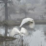 Tanishka S. Class 12 Tuition trainer in Lucknow