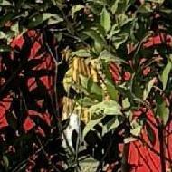 Nagashree Java Script trainer in Bangalore