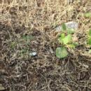 Smrati C. photo