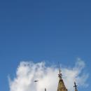 Iram A. photo