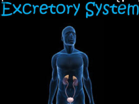 Class 11 human physiology(excretory system)