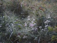 Biology- Crop Production and Management
