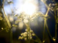 Manifestation Workshop