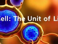 CELL: STRUCTURE AND FUNCTIONS