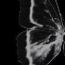 Pranali P. Art and Creativity trainer in Akola