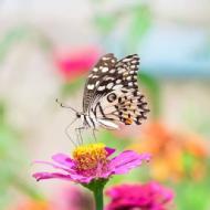 Jagannath Kumar Class I-V Tuition trainer in Raipur