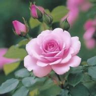 Pallavi Class 12 Tuition trainer in Bangalore