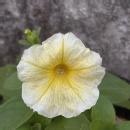 Sophia rai Online Tutors trainer in Namchi