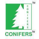 Conifers photo