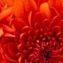 Nidhi P. Microsoft Excel Training trainer in Ahmedabad