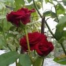 Photo of Sreekanth S