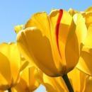 Sai Teja Yerukala Autocad trainer in Hyderabad