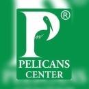 Photo of Pelicans Expert Tutorials