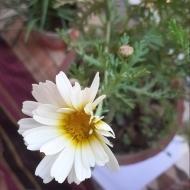 Priya G. Class I-V Tuition trainer in Dehradun