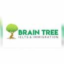 Brain Tree photo